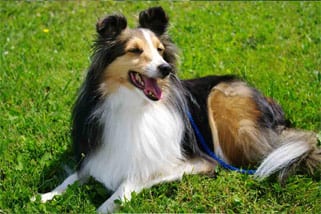 A tri-color collie, black, tan and white free to lie in lawn thanks to underground pet fence installation. green lawn with head raised