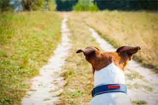 White dog with brown head and ears wearing a blue collar and looking down a dirt road; underground pet fence installations keep dogs from wandering
